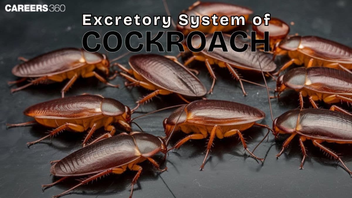 Excretory System Of Cockroach